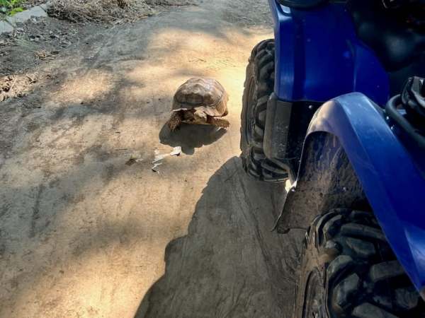 Slow and steady runaway tortoise crosses highway before Portland police&nbsp;rescue